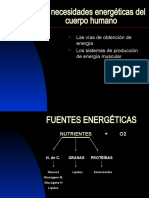 Las Necesidades Energéticas Del Cuerpo Humano