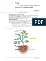 Morfologia Vegetal