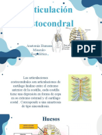 Articulación Costocondral: Anatomía Humana Músculo-Esquelética