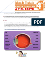 La Vista y El Tacto para Cuarto Grado de Primaria