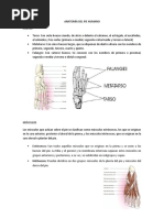 Anatomía y Funciones Del Pié Humano