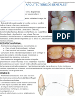 Elementos Arquitectónicos Dentales