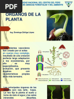 Organos de La Planta: Universidad Nacional Del Centro Del Perú Facultad de Ciencias Forestales Y Del Ambiente