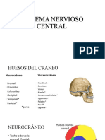 Clase# I0 - Anatomia Del Sistema Nervios