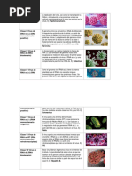 Clasificación de Los Virus