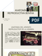 Clase 14 Bovinotecnia Anatomía Reproductiva