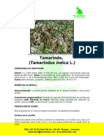 Tamarindo, (Tamarindus Indica L.) : PBX: 347 37 60 Calle 70A No. 14A-45 - Bogotá - Colombia