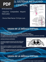 Diapositivas Anatomía 2