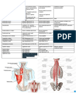 Inserciones Anatomia