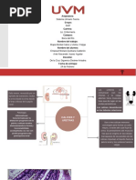 Mapa Mental 