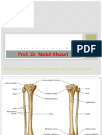 Muscles of The Leg and Ankel Joint: Prof. Dr. Nabil Khouri