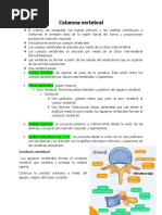 Columna Vertebral