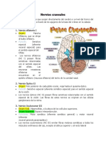 Nervios Craneales