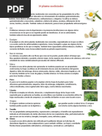 10 Plantas Medicinales