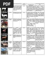 Razas Origen Geográfico Origen Y Composición Racial Aptitud Productiva Datos Según La Aptitud Productiva Rasgos Diferenciales de Cada Raza