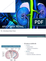 Anatomía Renal: Dr. Abraham Saka Pinto