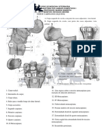 Anatomia I, Aula Prã¡tica 3