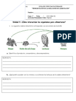 4° Básico - Guía de Ciencias - Representación de Las Relaciones de Alimentación