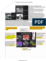 Clasificacion Y Morfologia Bacteriana: Miércoles, 29 de Julio de 2020