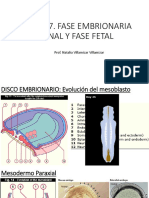 Clase 7. Fase Embrionaria Final y Fase Fetal