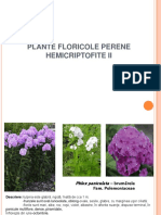 LP Hemicriptofite II p2