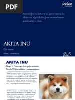 Master File Akita Inu 2023