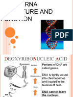 Dna and Rna