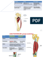 LES MUSCLES DU MEMBRE PELVIEN - Final ( (BA) ) Deuxième Partie