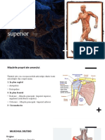 Mușchii Membrului Superior
