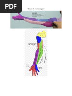 Músculos de Miembro Superior