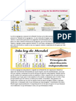 Leyes de Mendel