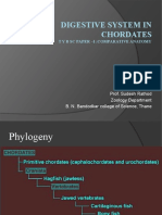 Digestive System in Chordates