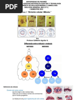 División Celular: Mitosis.