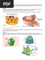 Organelos Citoplasmáticos