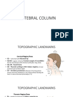 Vertebral Column