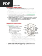 Electrocardiograma Normal