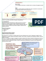 03-05-23 Ficha Cyt - Sistema Nervioso