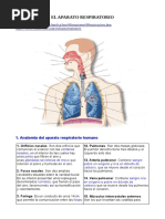 El Aparato Respiratotio PDF