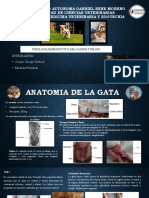 Anatomia Reproductiva de La Gata