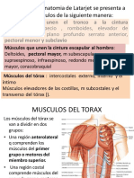 Muculos Del Torax 2 PDF