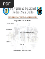 Fagocitosis in - Vivo