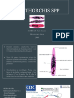 Opisthorchis SPP