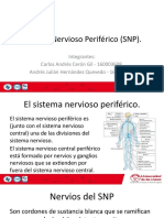 Sistema Nervioso Periferico