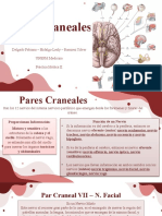 Pares Craneales 2