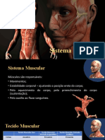 Sistema Muscular