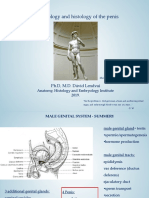 Morphology and Histology of The Penis - 2019 - ED - LD