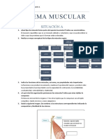 Sistema Muscular