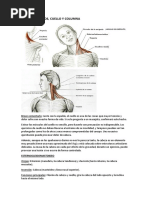 Anexo Anatomía