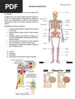 Sistema Esquelético