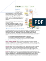 °sistema Digestivo°